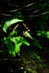 spider in the web