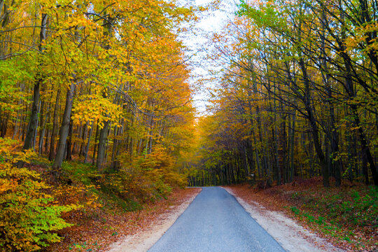 Mountain forest near Epleny in Western Hungary