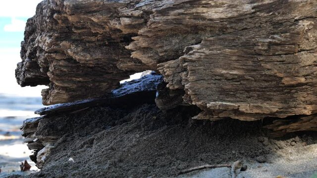 Big american iguana on a beach coming out of a trunk pushing sand out from a dead trunk Costa Rica