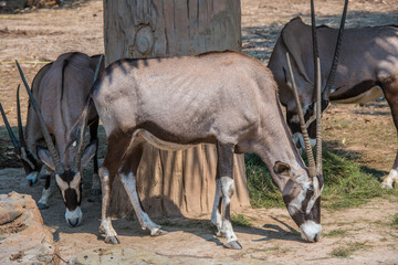 Orxy gazelle in the zoo.