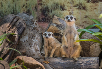 Fototapeta premium Meerkat in the zoo.