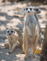 Meerkat in the zoo.