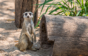 Fototapeta premium Meerkat in the zoo.