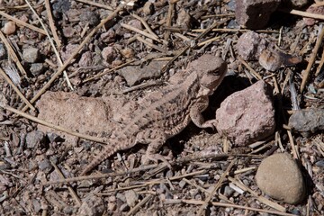 lizard on the ground
