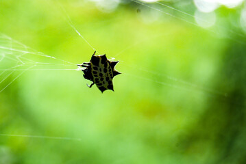 spider on the web