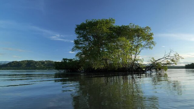 hardy shrubs trees in the middle of a river mangrove Costa Rica zancudo