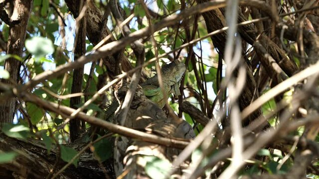 Green iguana climbing branches Costa Rica wildlife arboreal species herbivorous lizard