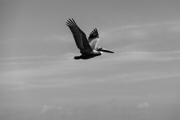 Pelican