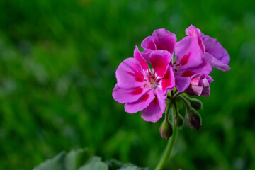 Fototapeta premium Beautiful quality photo of a pink flower in nautre, perfect for wallpapers or backgrounds