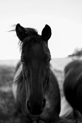 schwarzes Pferd © Mary