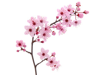 Pink spring cherry blossom. Cherry tree branch with spring pink flowers isolated on white
 - Powered by Adobe
