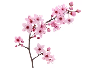 Fotobehang Pink spring cherry blossom. Cherry tree branch with spring pink flowers isolated on white  © emilio100