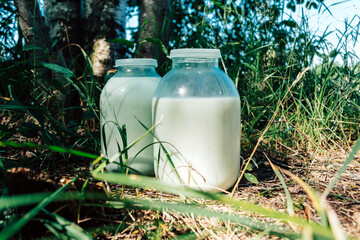 Glass jars with milk on the grass in sunny weather