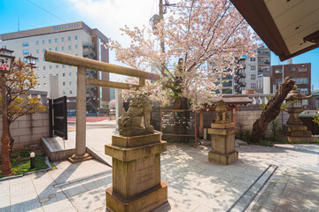 Yoshino cherry blossoms over Japanese komainu lion statues and a stone torii gate in the Daikokujinja shrine of Komagome dedicated to the god of wealth Daikokuten.