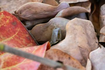 lizard in leaves