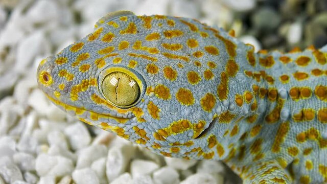 Tokay Gecko, Gekko gecko, close up against stones.