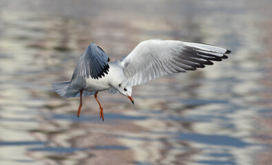Fototapeta na wymiar Seagull flying with open wings, closeup