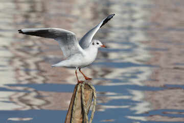 Seagull standing on wood with open wings, closeup