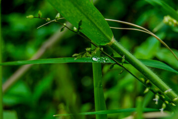 grass with dew drops