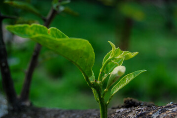 bud of a tree
