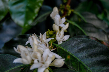 white flower in the forest