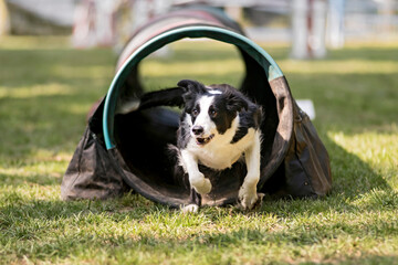 border collie en agility