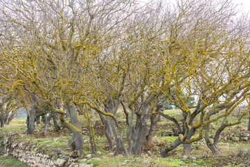 Fototapete bei efototapeten.de bestellen   