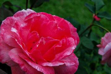 pink rose in garden