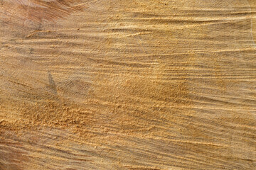 Fototapeta premium Sawed a wide tree close-up.