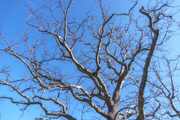 Branches of a sprawling tree against the sky.