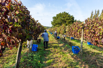 Esposende, Portugal, September 28, 2020 - View of winery estate in Minho Region. Harvesting grapes in vineyard, workers pick grapes, growing wine. Farmers at the harvest collecting grapes.