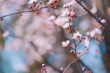 桜
Cherry blossoms