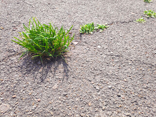 Close up of small green plant growing through asphalt in spring. The beginning of new life, ecology concept