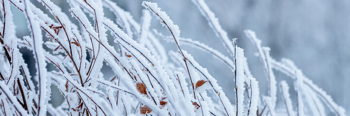 Snow and rime ice on the branches of bushes. Beautiful winter background with twigs covered with hoarfrost. Plants in the park are covered with hoar frost. Cold snowy weather. Cool frosting texture.