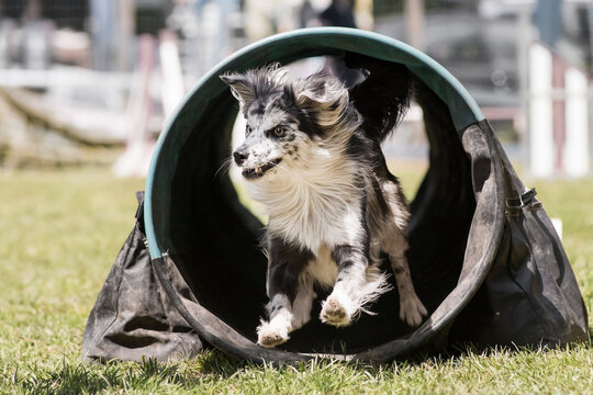 berger des pyrenees en agility