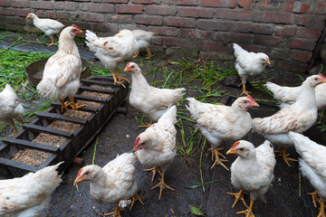 White chickens walk and eat wheat from the feeder against the backdrop of a brick wall. There is grass for feeding on the ground.