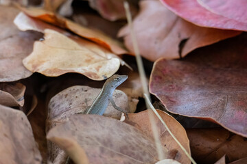 lizard in leaves