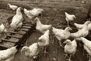 White chickens walk and eat wheat from the feeder against the backdrop of a brick wall. There is grass for feeding on the ground.