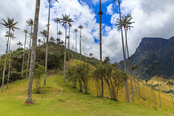 The Cocora Valley wax palms in Los Nevados National Natural Park Colombia