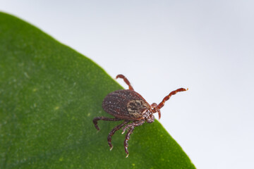 Tick on a leaf. A close-up of the disease-carrying parasite like tick-borne meningitis and Lyme disease. A brown arachnid.