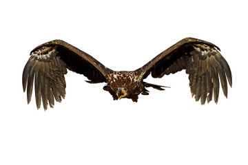 Eagle in flight isolated on white background. White-tailed eagle, Haliaeetus albicilla, flies with widely spread wings and open beak. Hunting majestic bird. Largest eagle in Europe.