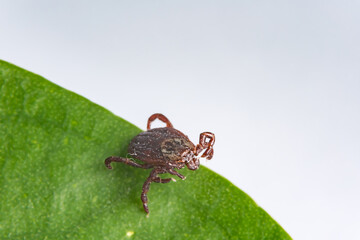 Tick on a leaf. A close-up of the disease-carrying parasite like tick-borne meningitis and Lyme disease. A brown arachnid.