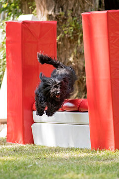 berger des pyrenees en agility