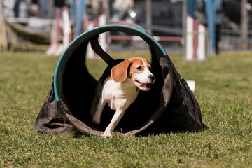 beagle en agility