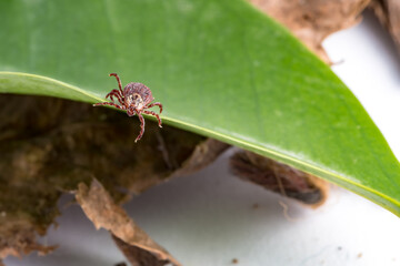 Tick on a leaf. A close-up of the disease-carrying parasite like tick-borne meningitis and Lyme disease. A brown arachnid.