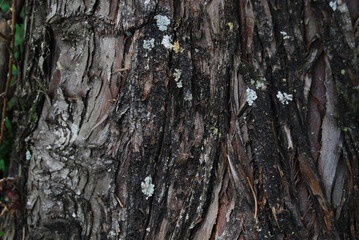 tree texture