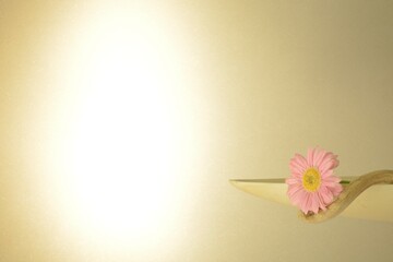 decorate the White bowl. with Gerbera Flower and Driftwood. 
clear background with copy space.

wall is bright・soft focus image.