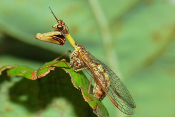 Mantidfly Styrian praying lacewing (Mantispa styriaca)