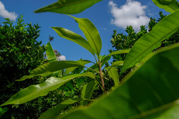 green leaves and blue sky