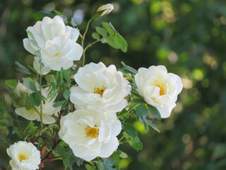 The rose of Midsummer 
